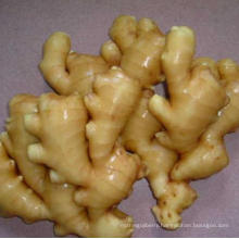 New Crop Fresh Ginger Organic High Quality